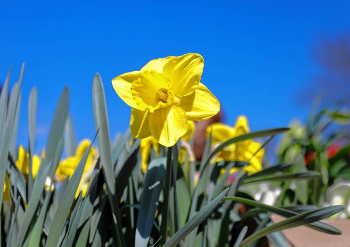 Daffodils for sale during a fundraising sale for the Sunderland Volunteer Firemen’s Association on Saturday outside of the Sunderland Corner Store.
