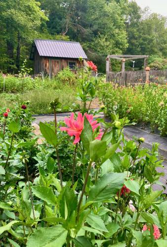 Wild Life Flowers in Plainfield.
