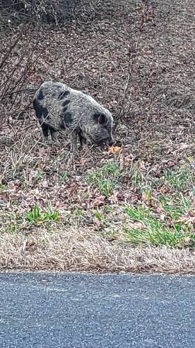 Pickles was seen eating some food left by Granby Animal Control officer Kimberly Bernier-Goldsmith in an attempt to lure the piglet home.