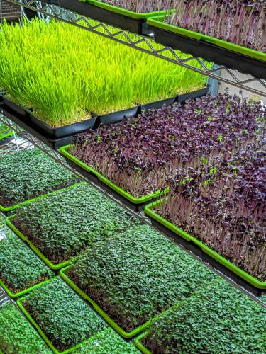 Love Leaf Farm grows dozens of kinds of microgreens and microherbs in a small indoor operation in South Hadley.