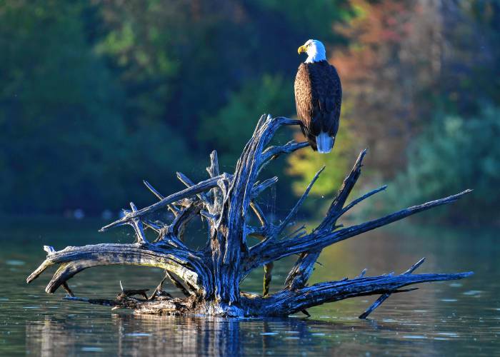 A bald eagle is perched on the roots of a fallen tree in late day sun on the Connecticut River in Gill.