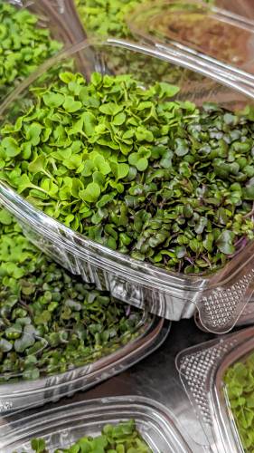 A clean growing environment and sharp cutters are key in ensuring a long shelf life for microgreens grown at Love Leaf Farm.