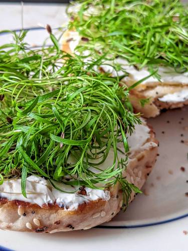 A cream cheese bagel topped with dill microherbs from Love Leaf Farm is one of farm owner Michael Fredette's favorites.