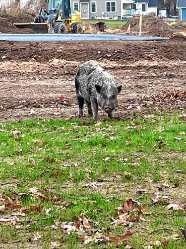 Catherine Ruell, who adopted Pickles in August, photographed her pet before the pig escaped. He was struck by a car and died from the injuries, Granby Animal control said Friday night. 