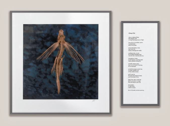“Flying Fish,” a photo and its accompanying poem